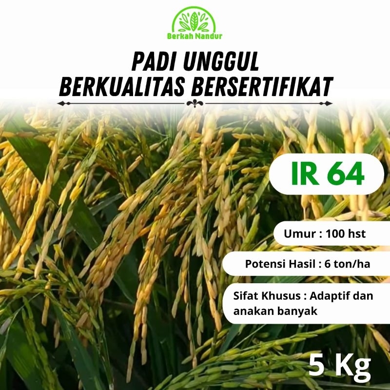 Benih Padi Ir64 / Ir 64