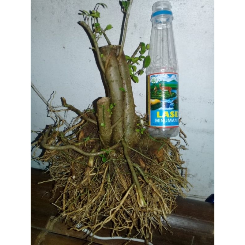 Bahan bonsai anting putri bonggol prospek bogel