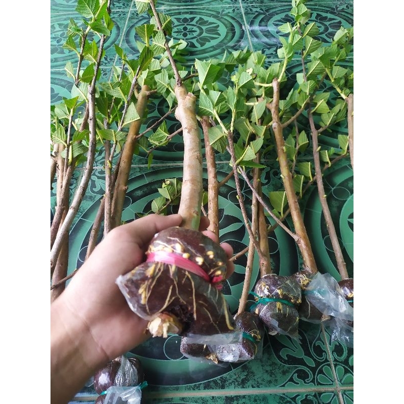fresh cangkok jambu kristal merah