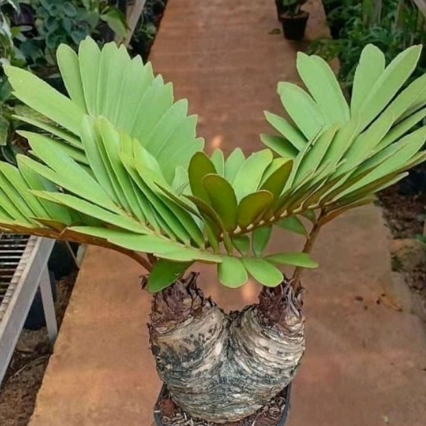 Zamia Sikas / Zamia Furfuracea