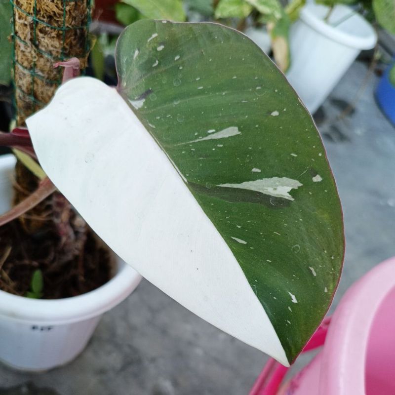 Philodendron Anderson