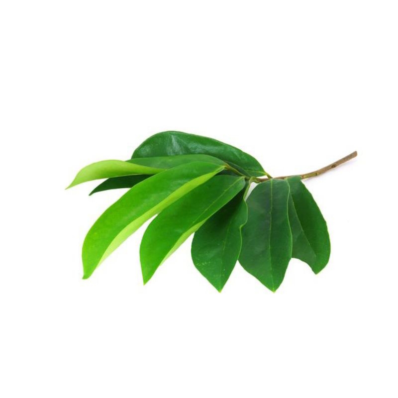 Herbal segar daun sirsak / herbal asam urat rematik
