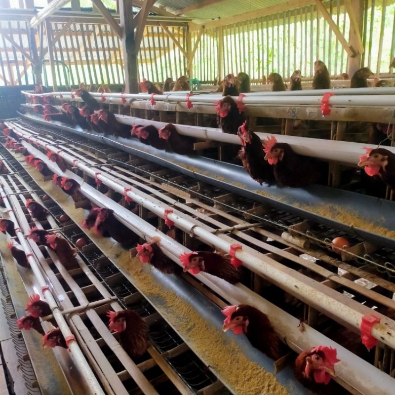 Bibit Ayam Petelur Pullet Usia 12 - 16 Minggu