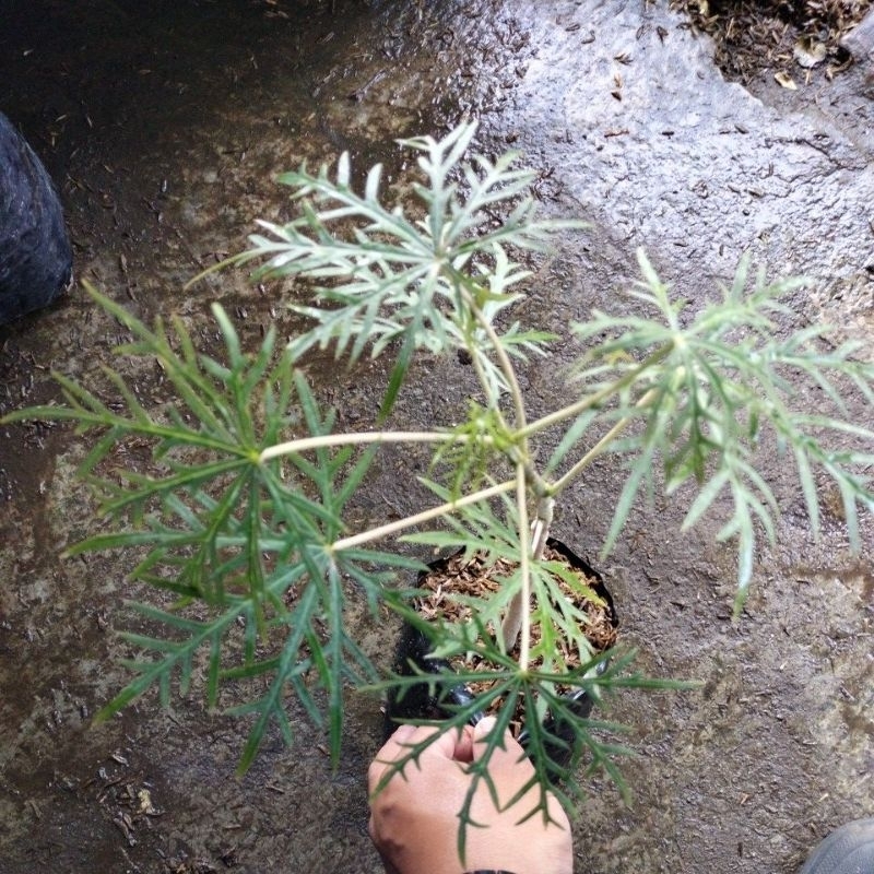 tanaman herbal yodium