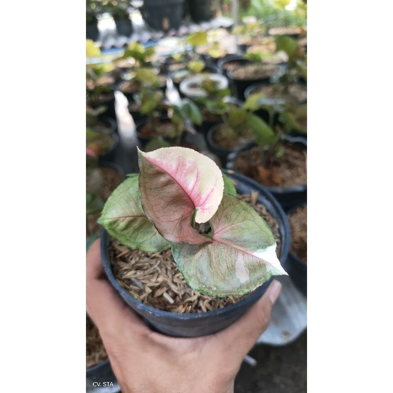 Syngonium Strawberry Ice