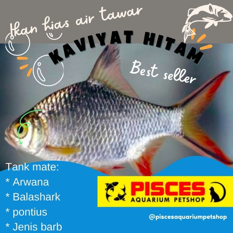 Ikan hias kaviat hitam