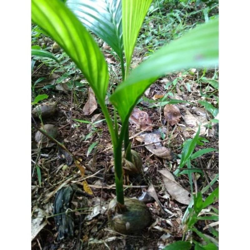 BIBIT PINANG BETARA / BIBIT PINANG UNGGUL SIAP TANAM