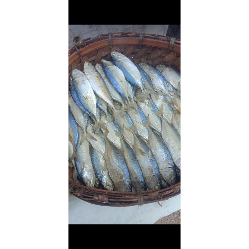 

[ArihErsada] IKAN KEMBUNG TAWAR BASAH MEDAN (tersedia setiap hari minggu)