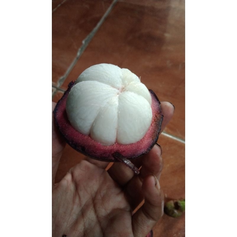 

buah manggis