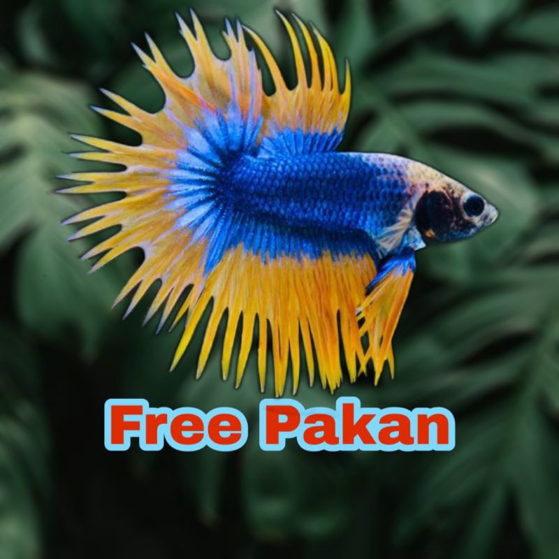 cupang CT Crowntail serit maskot grade KOLEKSI