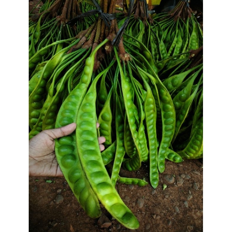 

PETE/PETAI tua fresh petik lokal Pati 10 papan