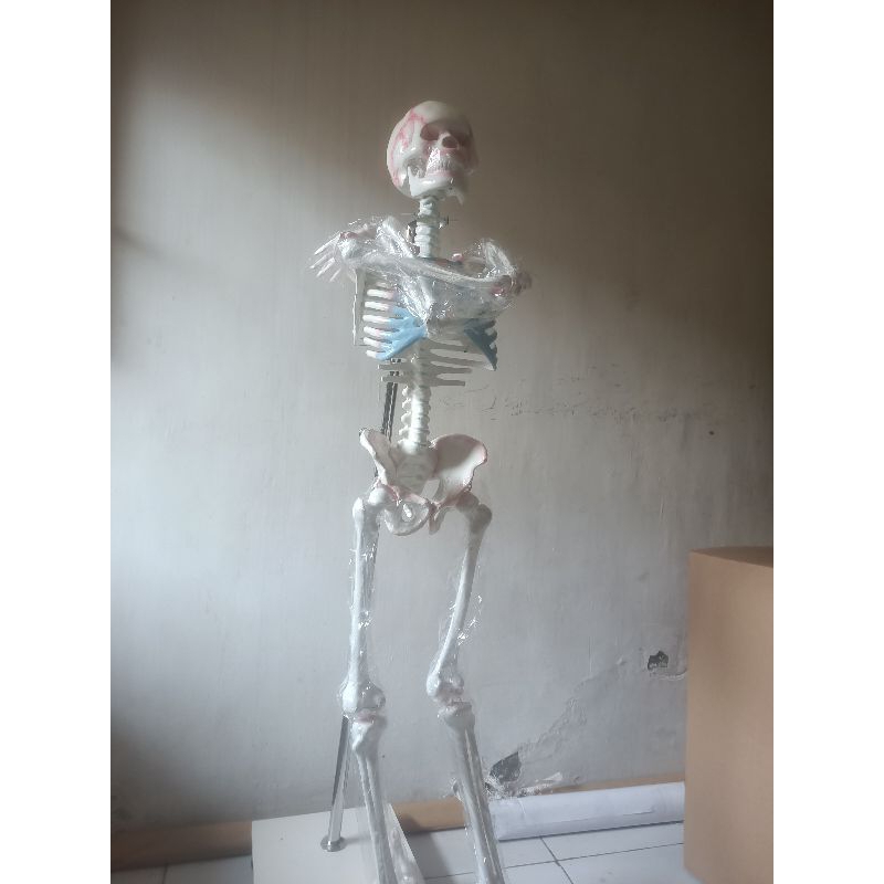

model kerangka manusia besar tinggi 150cm