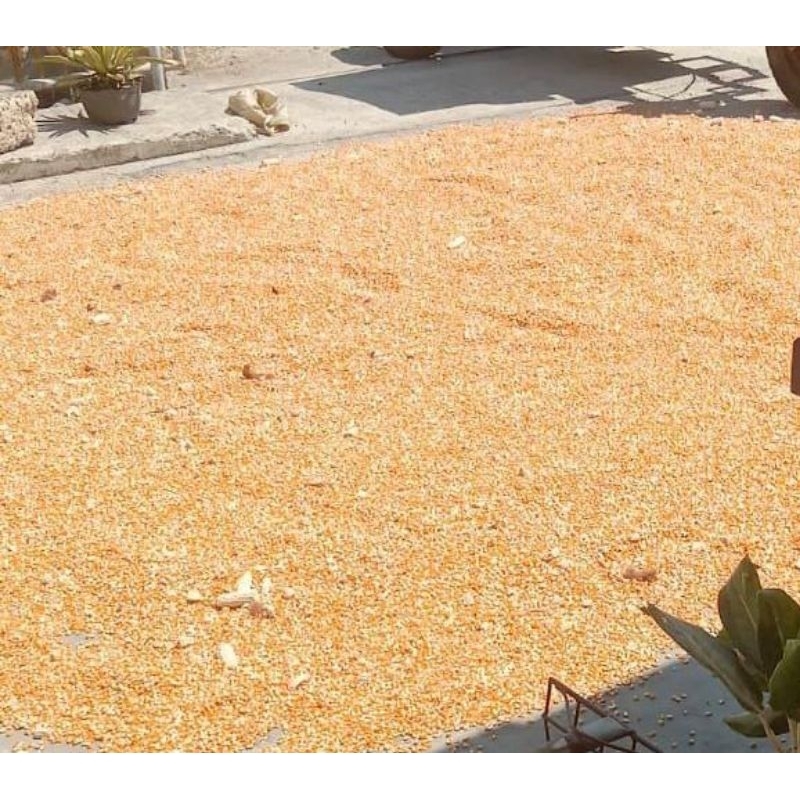 

Jagung pipil / Kg