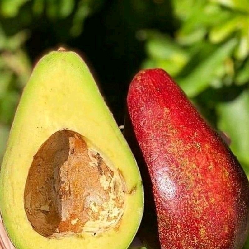 Bibit Alpukat Red Vietnam Super