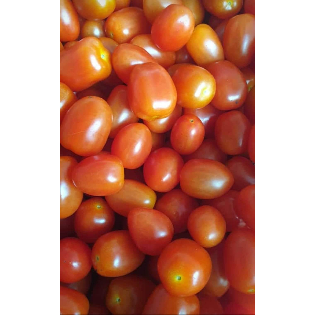 

Tomat Cherry
