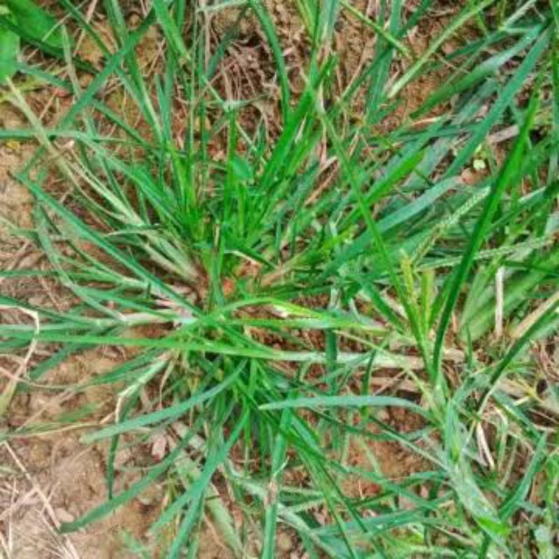 

jual daun Jampang segar untuk penyakit ginjal