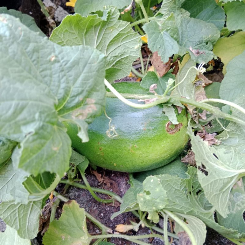 biji timun suri manis