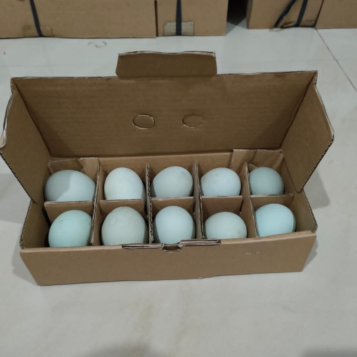 

Paket telor asin rebus isi 10 butir