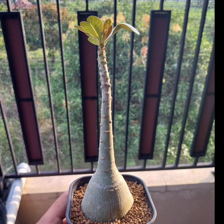 Adenium Socotranum Tanaman Hias Caudex