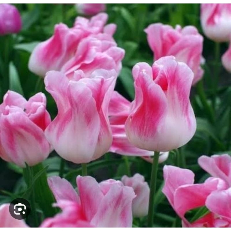 tanaman hias umbi tulip import bunga putih garis pink