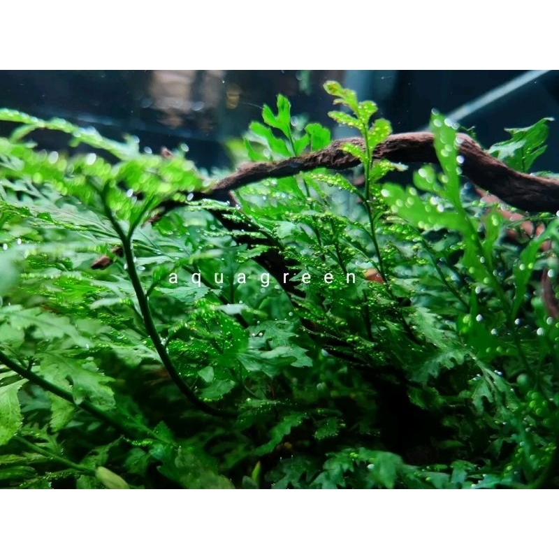Bolbitis heudelotii tanaman aquascape