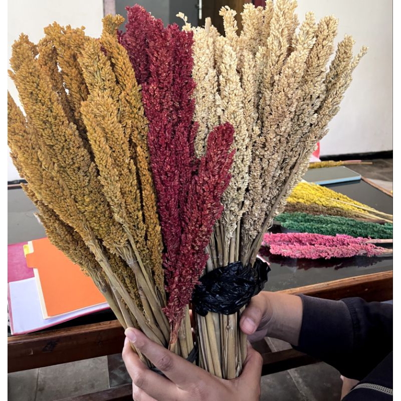 Sorgum & rumput padi hiasan bunga dekorasi kering warna tangkai