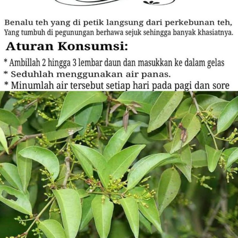 

Benalu teh asli 100% dari perkebunan 1 kg