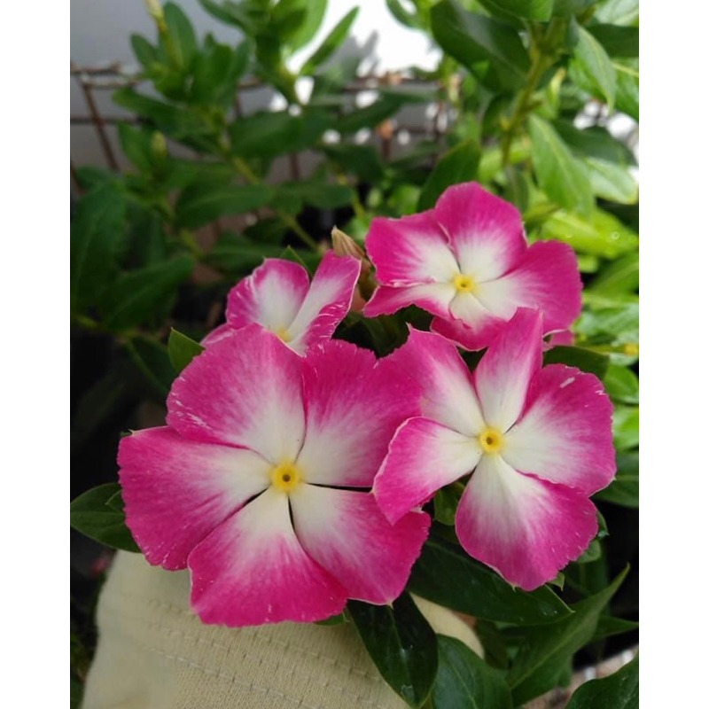 Benih bunga vinca Nirvana white splash