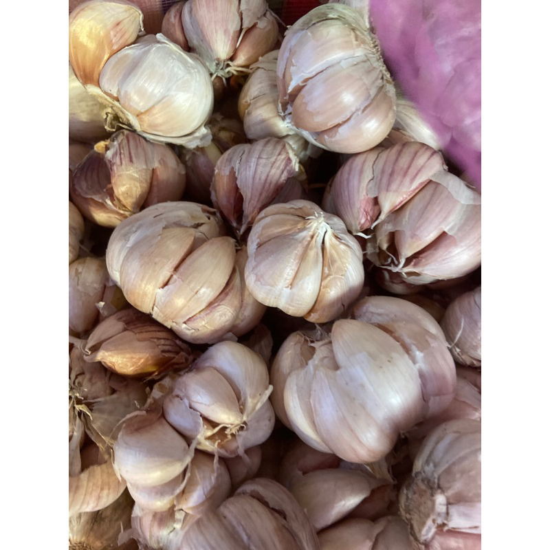 

Bawang Sinco