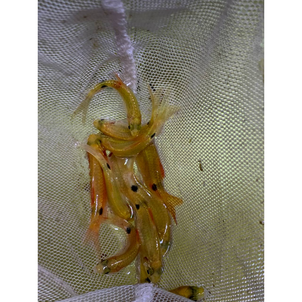 IKAN BARBIR (ROSY BARB)