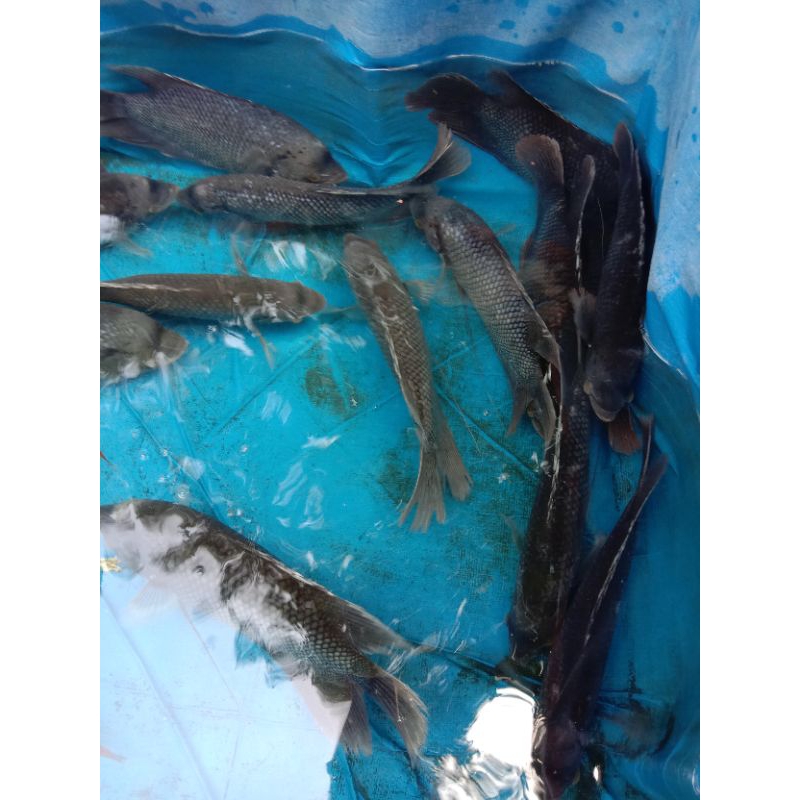 IKAN GURAME SEGAR IKAN GURAME HIDUP