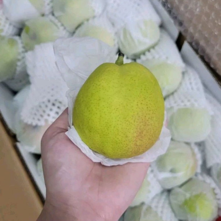 

PEAR XIANGLIE FRESH IMPORT