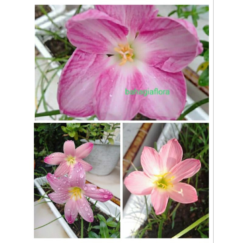 PAKET 3 UMBI RAIN LILY / Lily hujan )rainlili