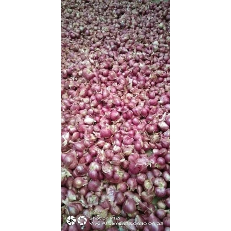 

bawang merah terbaik