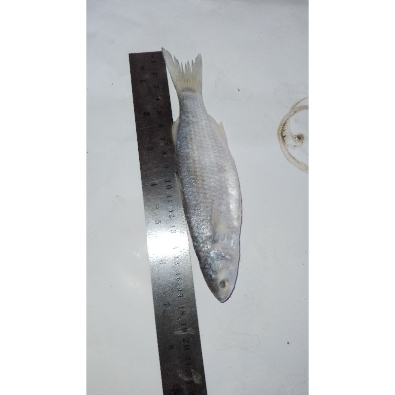 

ikan asin belanak gere 1kg