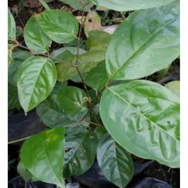 

Daun jengkol segar 250 gram