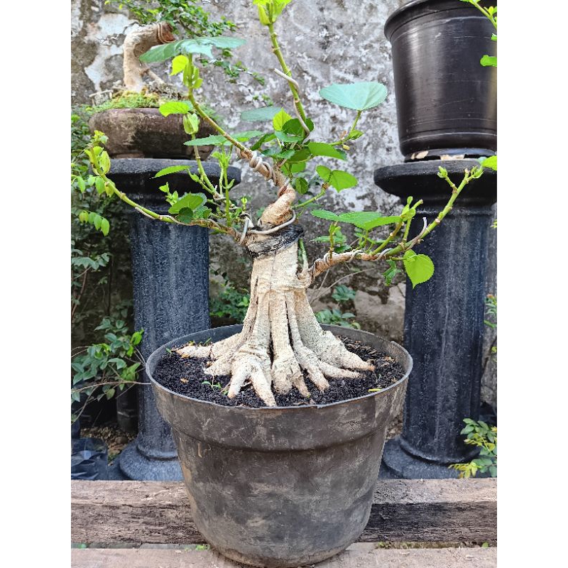 Bonsai waru india program akar sangat prospek..