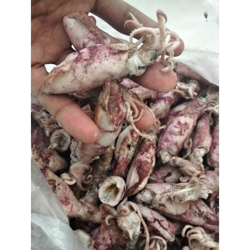 

Cumi Asin Sedang Kemasan 500 ( Best Seller )