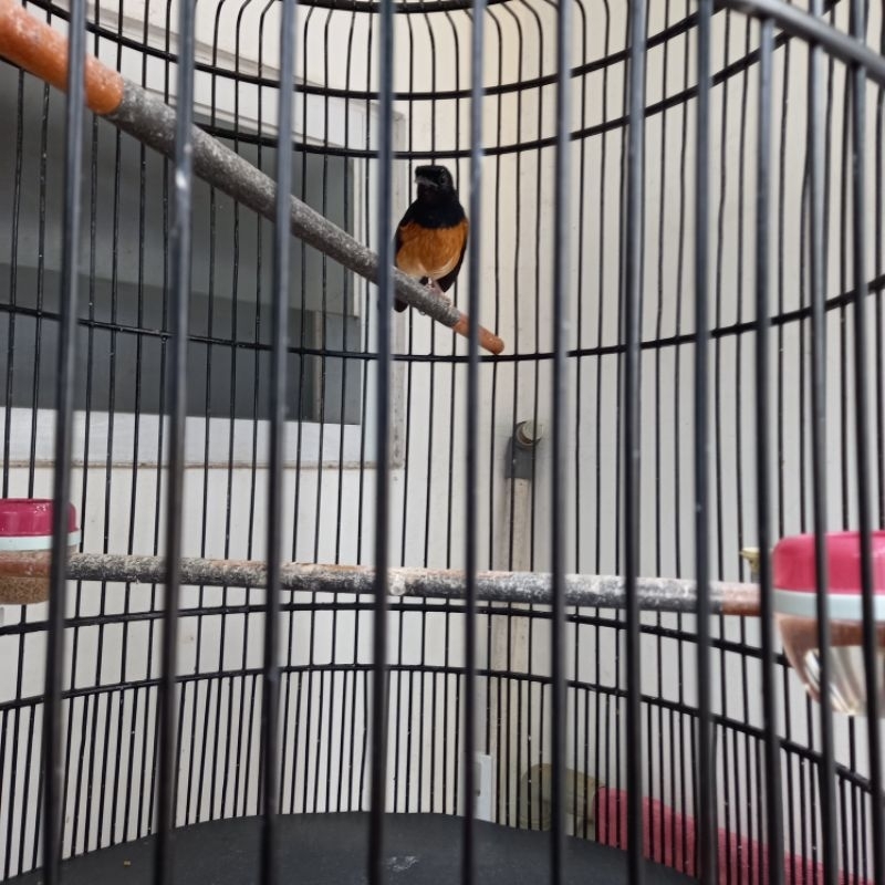 Burung Murai Medan Betina bulu hitam pastol