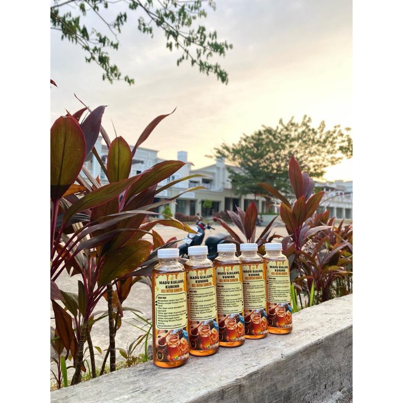 

Madu Murni/Asli/Sehat Sialang hutan liar