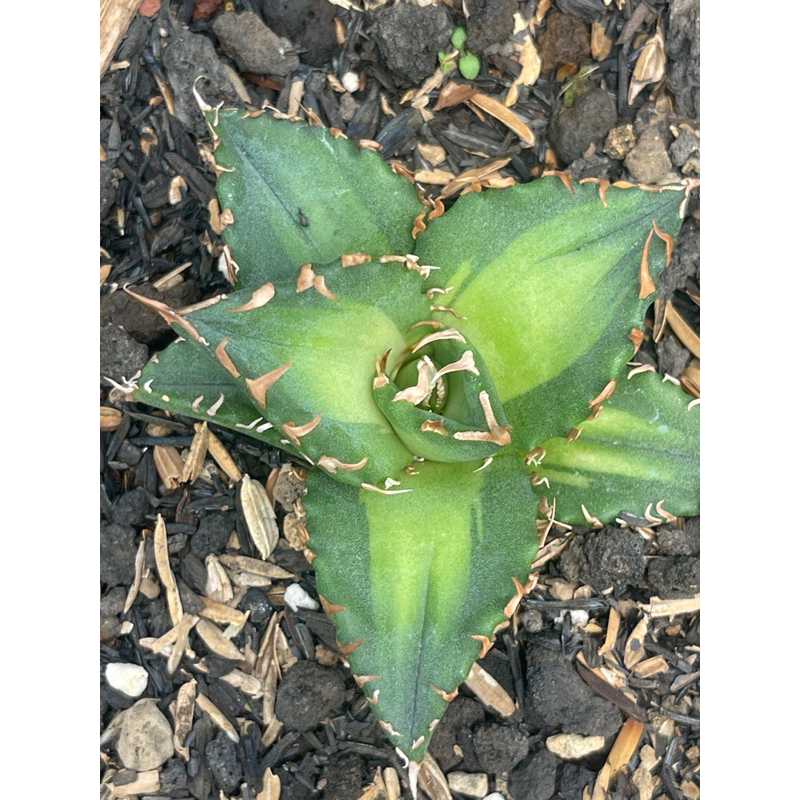 agave titanota solar exlipse tanaman hias,