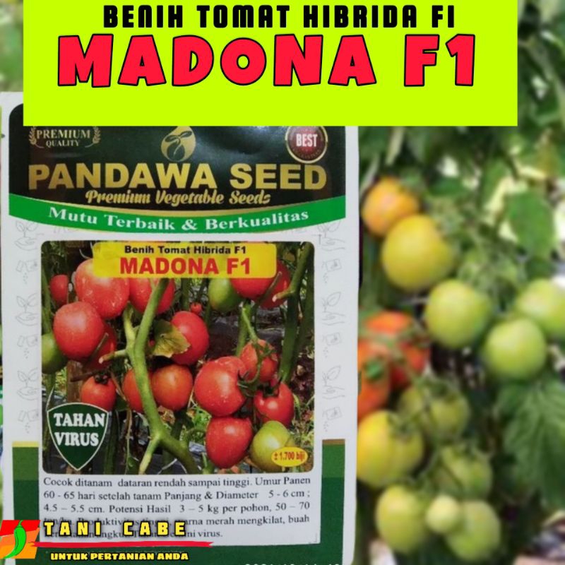 BENIH TOMAT MADONA F1 ORIGINAL PANDAWA SEED