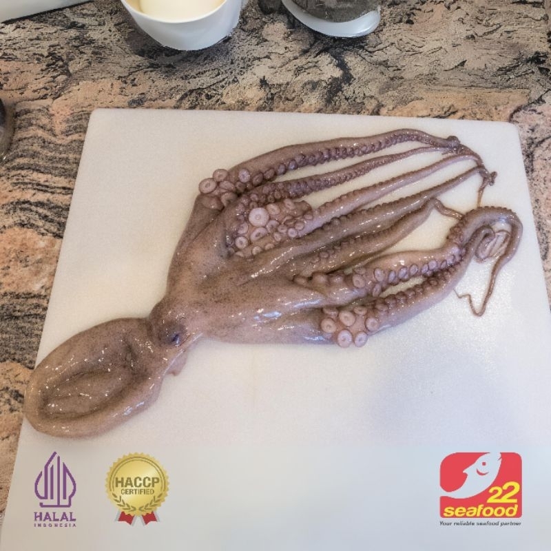 

1 Ekor Octopus 1-1.5 kg / Gurita Bersih Tanpa Jeroan / Seafood 22