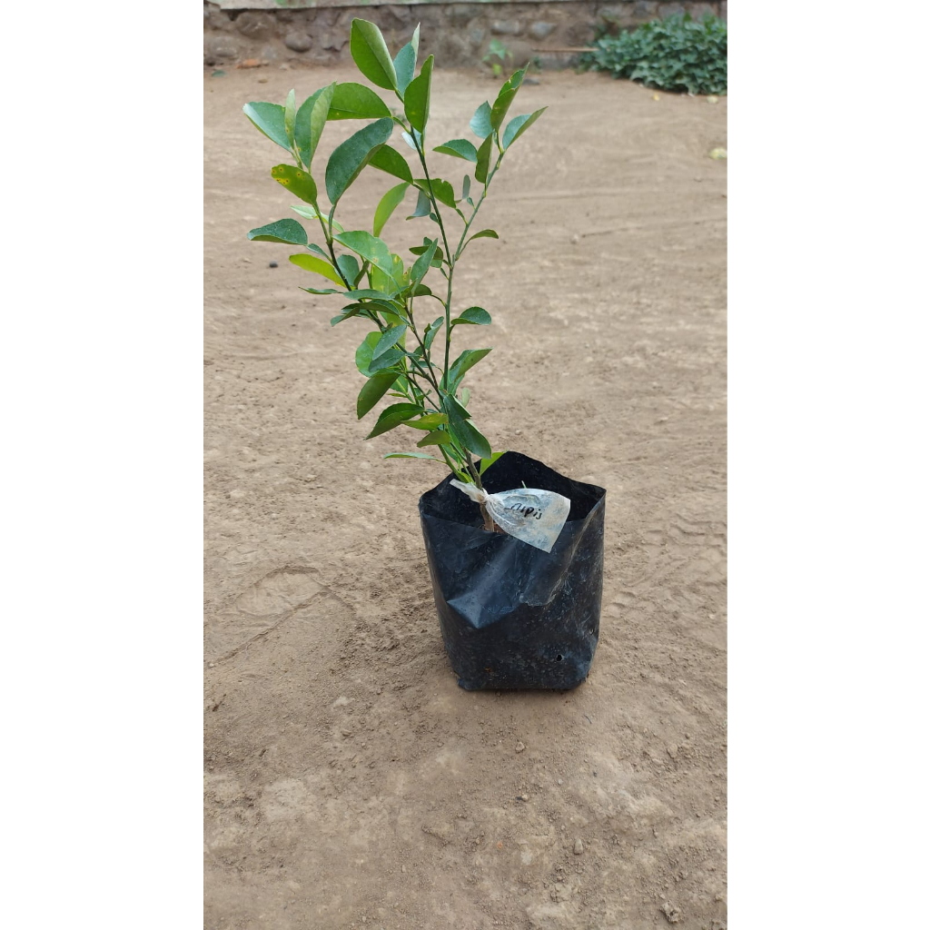 Bibit Jeruk Nipis Okulasi