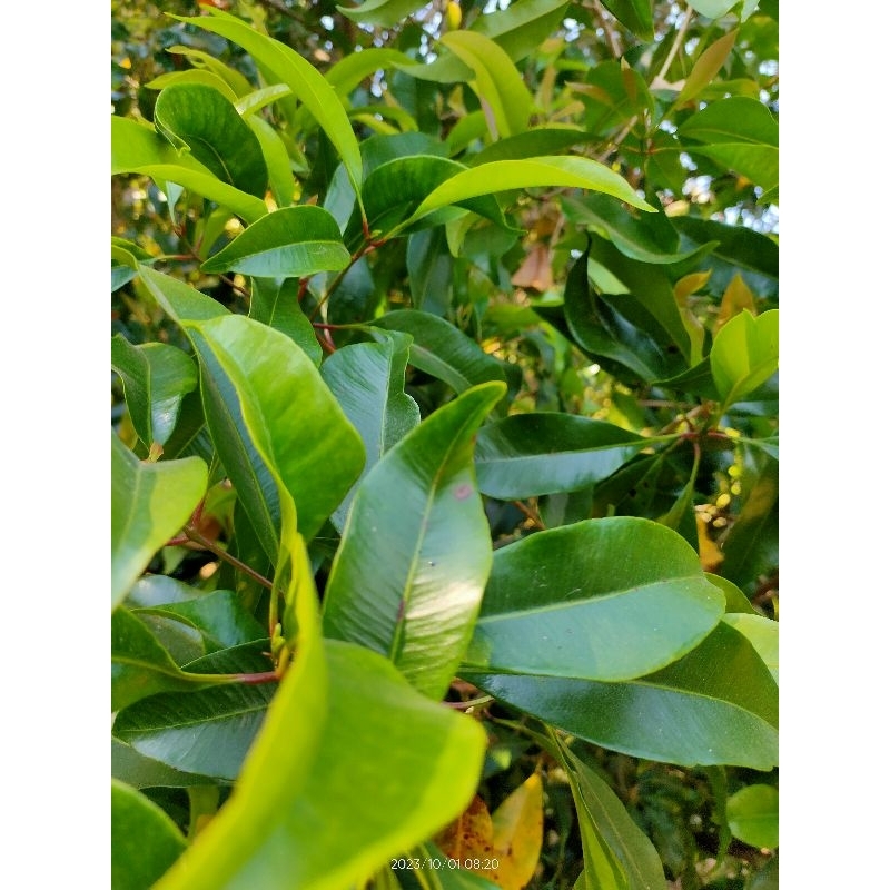 

daun cengkeh segar