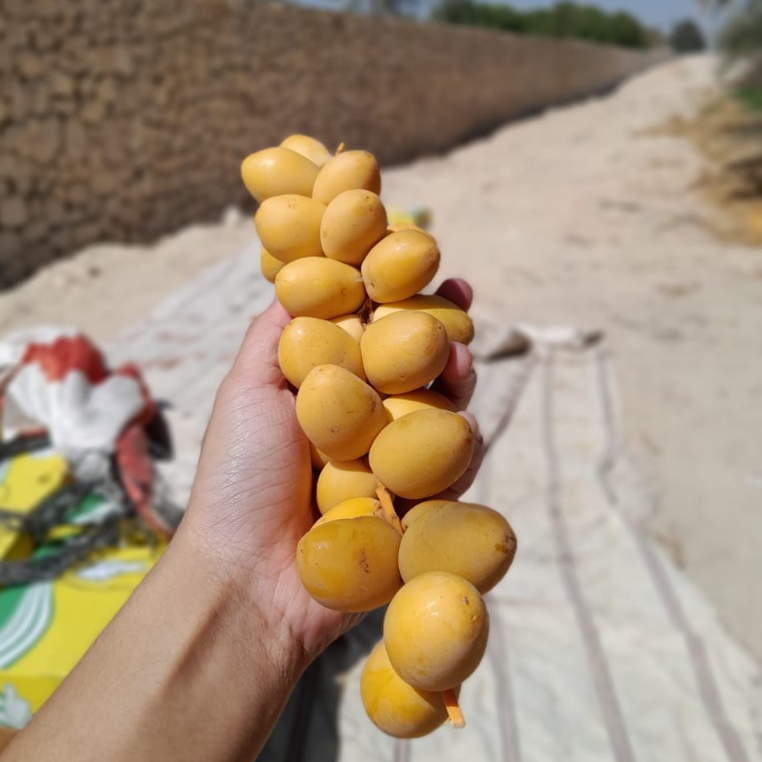 

Kurma muda barhi segar promil zuriat gratis air zamzam