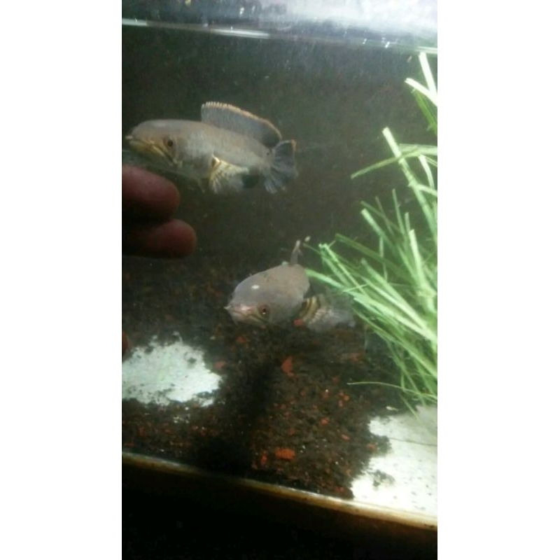 cod Limbata isi chana Pair Porven Full Burayak Dan Singgle tank akuarium