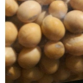 

Bibit susu kacang mari bertanam ria guys...