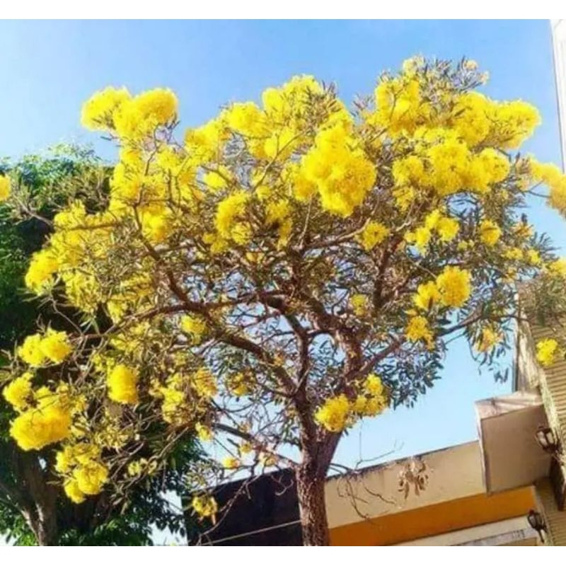 Bibit Tabebuya kuning