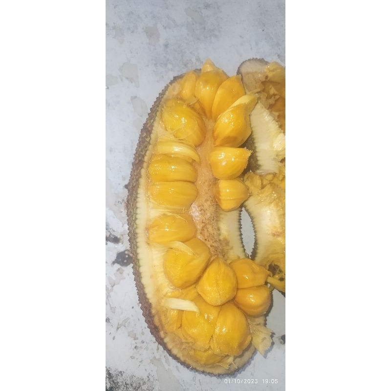 

cimpedak